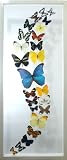 The Rio Rico Mounted Butterfly Art with Blue Morpho Framed in White Display