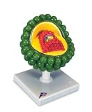 3B Scientific AIDS-Virus