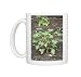 Photo Mugs of Jatropha Curcas - plants nuts are used for high quality Biofuel from David Tipling