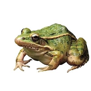Buy at Art.com