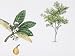 Loquat (Eriobotrya Japonica) Plant with Flower, Leaf and Fruit, Illustration Photographic Poster Print, 18x24