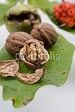 IMAGE OF Wallmonkeys Peel and Stick Wall Decals - Walnuts - 48