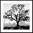 Art Poster Wood Framed Print - Oak Tree, Sunrise - Artist: Ansel Adams- Poster Size: 41 X 41