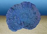MERULINA AMPLIATA, blau