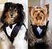 Pet Tux - Wedding Suit for Dogs