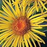 Organic Elecampane Perennial - 150 Seeds - Heirloom