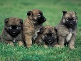 Domestic Dogs, Belgian Malinois / Shepherd Dog Puppies Sitting / Lying Together Photographic Poster Print by Adriano Bacchella, 16x12
