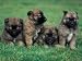 Domestic Dogs, Belgian Malinois / Shepherd Dog Puppies Sitting / Lying Together Photographic Poster Print by Adriano Bacchella, 16x12