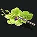 Pretty Flower Hair Clip Girl Hairclip for Bridal Party Hawaii Beach Wearing - Light Green