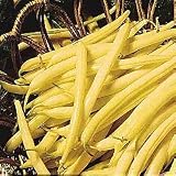 Organic Golden Wax Bean Seeds - GARDEN FRESH PACK ! - B001LK694O