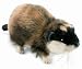Plush Norwegian Lemming 6