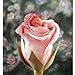 Schmidt Spiele - Puzzle 500 pièces - Anne Geddes : L'enfant à la rose