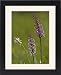 Framed Prints of ROG-11465 Fragrant orchid, early morning, with hoary plantain (Plantago media) from Ardea Wildlife Pets