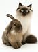   - Young Birman-Cross Cat with Dwarf Lionhead Rabbit Photographic Poster Print by Jane Burton, 12x16