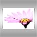 DELICATE DAISY FRAMED A2 CANVAS ART PRINT