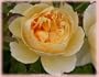 Charlotte (Rosa English Rose) - Bare Root Rose