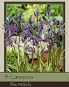 Camassia Blue Melody Pack of 4 Bulbs