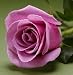 25 Fresh Roses Lavender - 16 Inch Length Each Stem