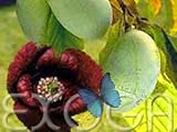Eigenschaften Exoga  / Indianerbanane Paw Paw - Asimina triloba - Bananen Samen Saatgut