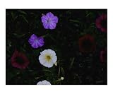 Pretty Purple Petunia Mix Still Life Photographic Poster Print by Darlene Navor, 20x16