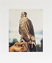 Peregrine Falcon Bird of Prey SIGNED LIMITED EDITION PRINT (500 only) - by Wildlife Artist Steve Greaves