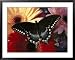 A Spicebush Swallowtail Butterfly Resting on Colorful Gerbera Daisies Framed Art Post...