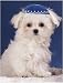 Book Pet Star Jewish New Year Cards - Maltese