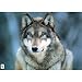 (24x36) Grey Wolf (In Snow) Art Poster Print