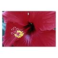 Into The Hibiscus Giclee Print by Kurt Shaffer (32x24x1.5)
