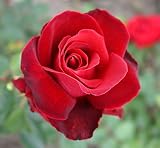 Eigenschaften Agel Rosen  / Edelrose 