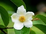 Tall Stewartia Monadelpha 2 - Year Seedling