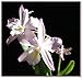 Dozen Flower Clips (Assorted)