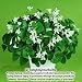 Oxalis Regnelii (Lucky Shamrock) - 25 robust bulbs - 3/4" Tubers