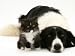 Black-And-White Border Collie Lying Chin on Floor with Black-And-White Kitten Photographic Poster Print by Jane Burton, 16x12