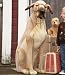 Hansa 9012 Great Dane Dog Stuffed Animal