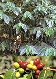 Eigenschaften Tropica  / Tropica Zwergkaffee-Strauch (Coffea arabica nana) - 8 Samen