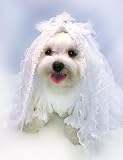 Pet Supplies : Dog Wedding Dress