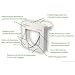 Katzent�r PetPorte Smart Flap - elektronisch f�r Microchip