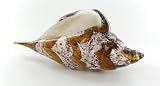 Tan Brown Seashell Shaped Glass Art Statue Sculpture