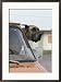 View of a Great Dane Sticking its Head out a Window of a Parked Car Framed Photographic Poster Print by Joseph H. Bailey, 21x29