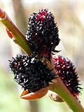 Rare Black Pussy Willow-Salix gracilistyla Melanostachy