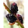 Rare Black Pussy Willow-Salix gracilistyla Melanostachy