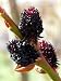Rare Black Pussy Willow-Salix gracilistyla Melanostachy