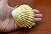 Yellow Cup Sea Shell Trinket Box Coin Purse