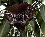 Black Bat Plant 15 Seeds - Tacca chantrierei