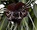 Black Bat Plant 15 Seeds - Tacca chantrierei