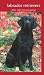   - Labrador Retrievers 2008-2009 Pocket Planner