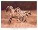 The Appaloosa, Horses Art Poster Print by Robert Dawson, 17x13