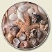 SEA SHELL ocean beach Auto Coaster, Single Coaster for your car Cup Holder