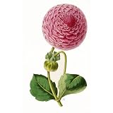 Dahlia Mrs Bush, by Moore & Dombrain (Print On Demand)